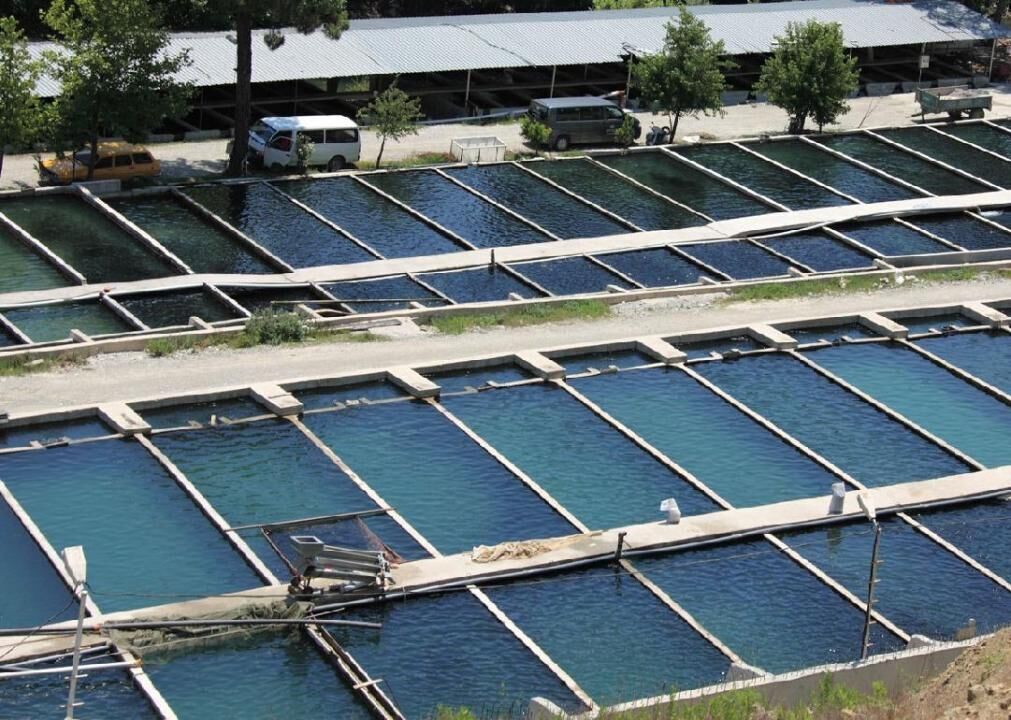 Fish farms scale up